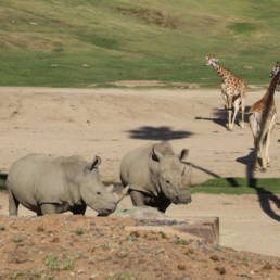 safari park event june 2019 crinetics 5 uai