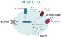congenital hyperinsulinism beta cell somatostatin uai